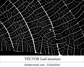 Vector leaf structure