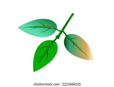 vector leaf, there are three leaves, a branch is attached to it