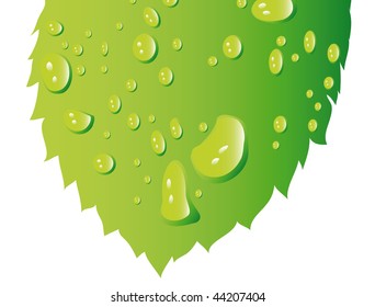 vector leaf with water drops isolated on background