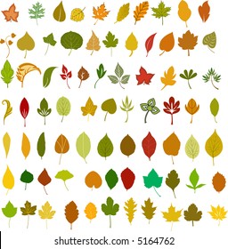 Vector leafs illustration