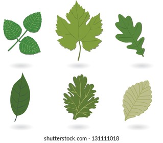 Vector leafs, isolated