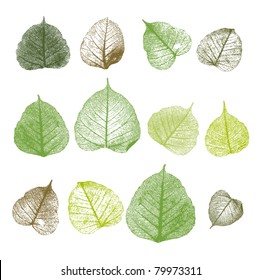 Vector leafs, isolated