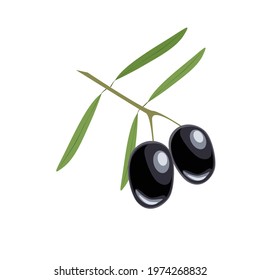 Vector of leafy branches with black olives isolated on a white background. Plant life