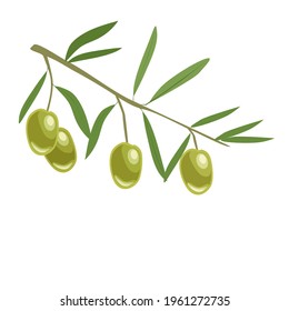 Vector of leafy twigs with green olives isolated on a white background. Plant life