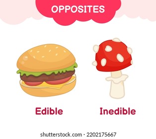 Vector learning material for kids opposites edible inedible. Cartoon illustrations of delicious hamburger and poisonous fly agaric mushroom.
