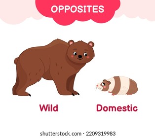 Vector learning material for kids opposites wild domestic. Cartoon illustrations of wild bear and domestic guinea pig.
