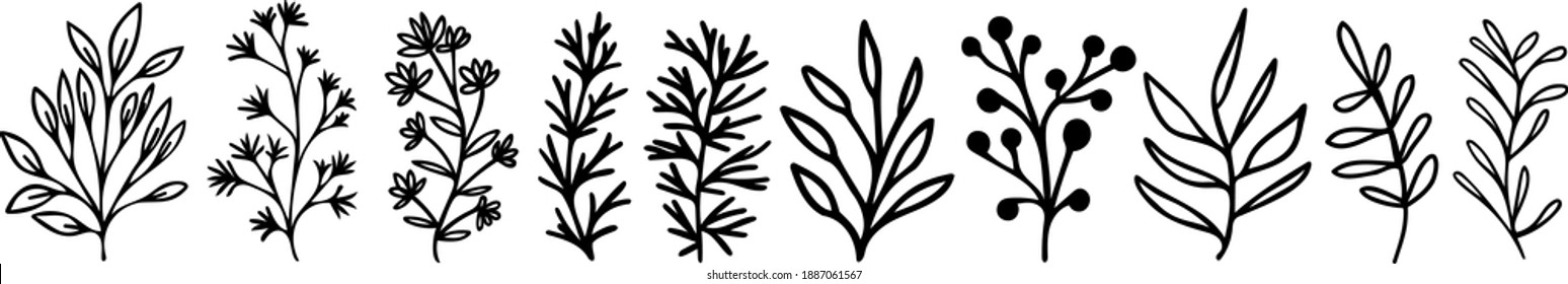 Vector leave and plant collection. Doodled herbs bundle.