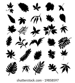 vector leaves