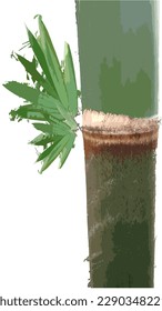 vector, leaves and bamboo visible between bamboo segments