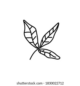 The vector leaves of the basil black line.Simple food and cooking illustration in doodle style on a white  background hand drawn. Design for social networks, web, advertising, banners, menus, recipes.