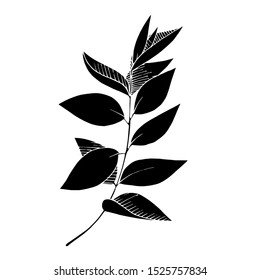 Vector Leaves branch. Exotic tropical hawaiian summer. Leaf plant botanical floral foliage. Black and white engraved ink art. Isolated branches illustration element.