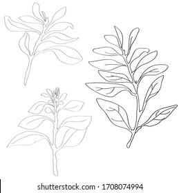 Vector  leaves branches. Exotic tropical plants. Leaf plant botanical floral foliage. Black and white engraved ink art. Isolated branches illustration element. set