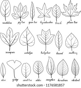 vector leaves of different trees isolated at white background, hand drawn illustration