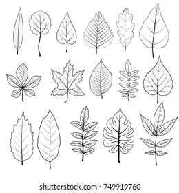 vector leaves of different trees isolated at white background, hand drawn illustration