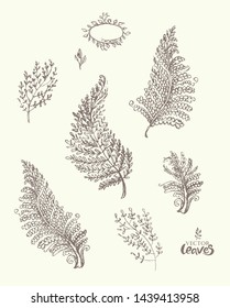 Vector Leaves. Flora set of freehand drawn leaves and herbs. Vector illustration of leaves of fern, thyme, sage, rosemary, field grass for design. A pencil drawn wild herbs.
