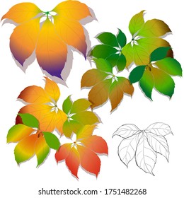 Vector. Leaves and fruits of wild grape. Wallpaper. Use printed materials, signs, items, websites, maps, posters, postcards, packaging.