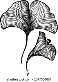 Vector of leaves ginkgobiloby. Black and white drawing by hand. Idea for tattoo.