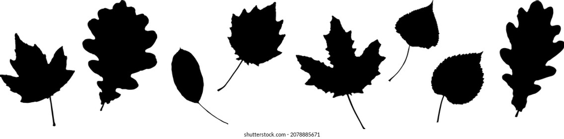Vector leaves. Graphic illustration isolated on white background.