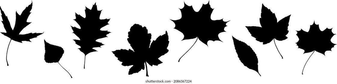 Vector leaves. Graphic illustration isolated on white background.
