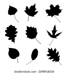 Vector leaves. Graphic illustration isolated on white background.