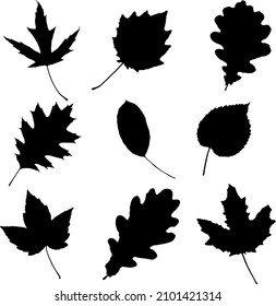 Vector leaves. Graphic illustration isolated on white background.