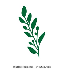 Vector leaves. Hand drawn herb elements. Vintage botanical illustrations.