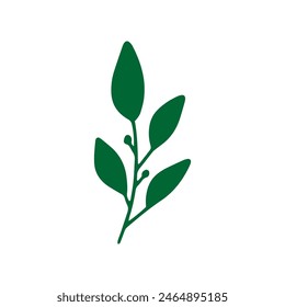 Vector leaves. Hand drawn herb elements. Vintage botanical illustrations.