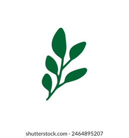 Vector leaves. Hand drawn herb elements. Vintage botanical illustrations.