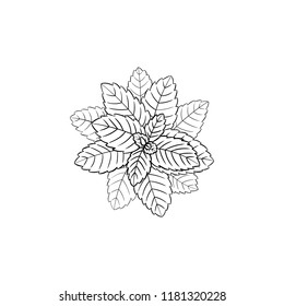 Vector Leaves Illustration, Icon, Black Lines Isolated on White Background.