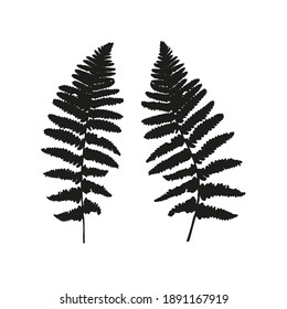 Vector leaves isolated black. Realistic hand drawn leaves illustration set on white background.