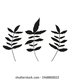 Vector leaves isolated black. Realistic hand drawn leaves illustration set on white background.