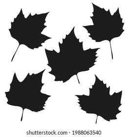 Vector leaves isolated black. Realistic hand drawn leaves illustration set on white background.