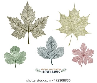 Vector leaves isolated and colorful.