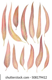 Vector leaves isolated and colorful. Eucalyptus leaves autumn set.