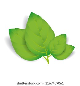 Vector leaves isolated on white vector