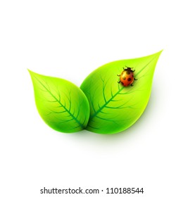 vector leaves with a ladybug