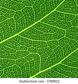 vector leaves macro texture