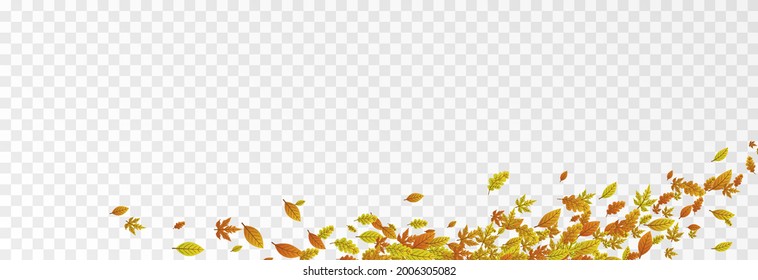 Vector Leaves On Isolated Transparent Background. The Wind Blows Off The Leaves, The Wind Blows. Autumn. Leaves Png.