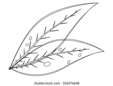 Vector leaves on white - contour outline illustration