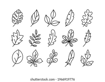 Vector leaves set. Botanical doodle drawing illustration. Hand drawn sketch. Black and white color exotic monstera leaf 