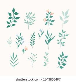 Vector leaves set. Botanical elements