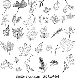 Vector leaves set. Hand-drawn contour sketch illustration on white background isolated. Ornamental leaves, branches, twigs. Decorative elements for floral botanical design svg