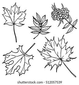 Vector leaves set. Maple leaves, rowan leaves and branch with berries. Ink drawn silhouettes
