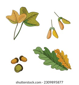 Vector leaves set on white background