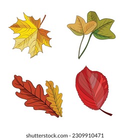 Vector leaves set on white background