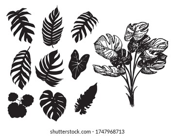 Vector leaves silhouette set isolated on white background. Jungle monstera leaf. Illustration for your design. digital printing