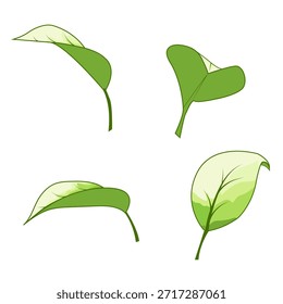 Hojas de Vector con suaves tonos verdes y elegantes transiciones de gradiente. Las hojas están dibujadas en un estilo orgánico moderno, con líneas suaves y Formas naturales. Perfecto para colecciones temáticas relacionadas con nat