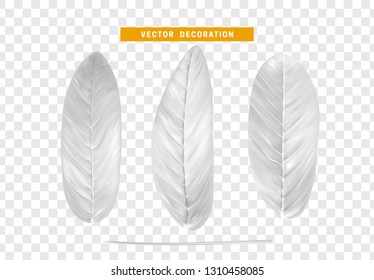 Vector leaves from the tree realistic. White color