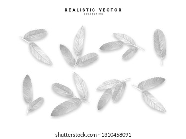 Vector leaves from the tree realistic. White color
