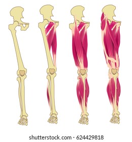 vector leg muscles